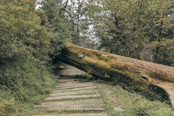terapia-para-el-trauma